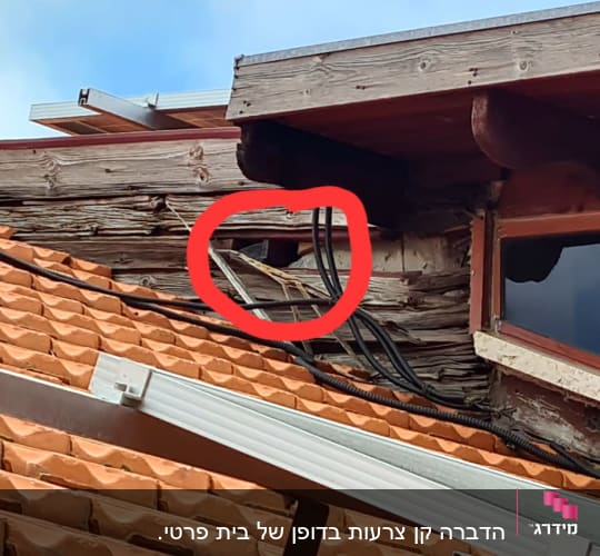 חוטים חשמליים על גג רעפים ליד עץ רקוב